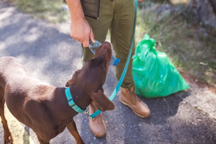 Worcester's 'Litter Picking Dog' Wins Mayor's Award