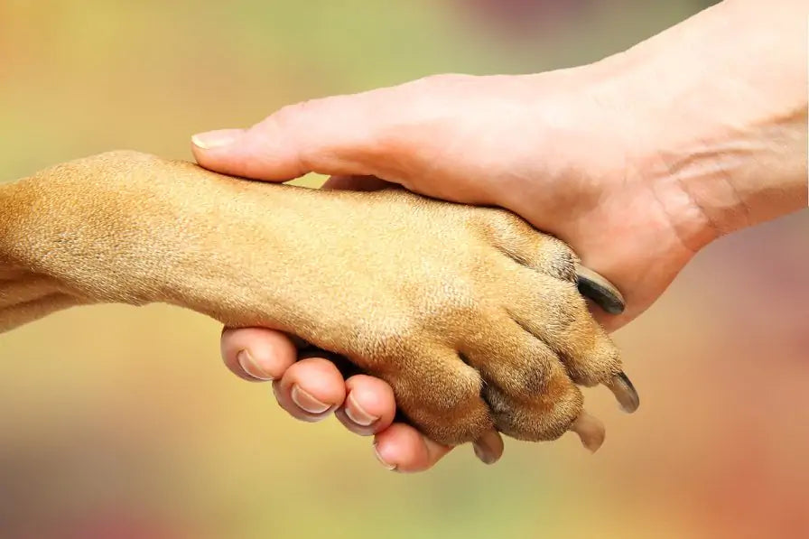 The UK’s Growing Litter Army: Paws on Plastic Goes Global!