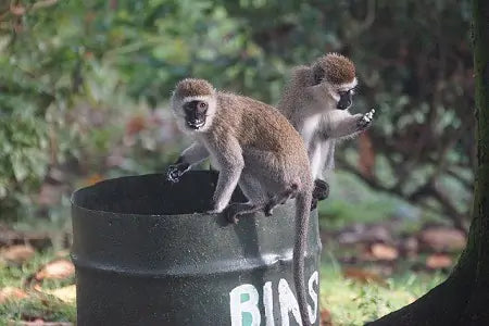 Strangest Litter Bin Finds