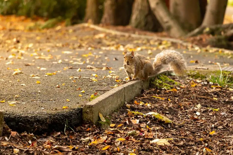 The UK’s Growing Litter Army: The Friends of Shirley Park, Birmingham