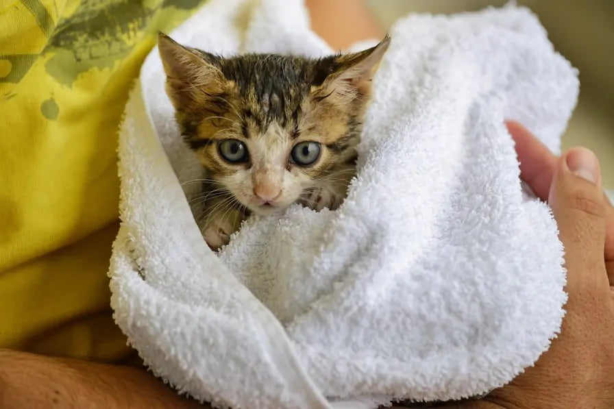 Kitten Rescued After Getting Stuck in Waste Bin