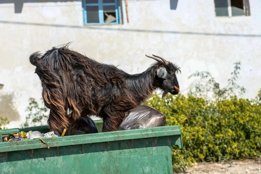 Feral recycling sale